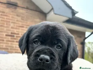 Labrador Retriever dogs True Show Line Chunky Labrador Puppies - Advert 18