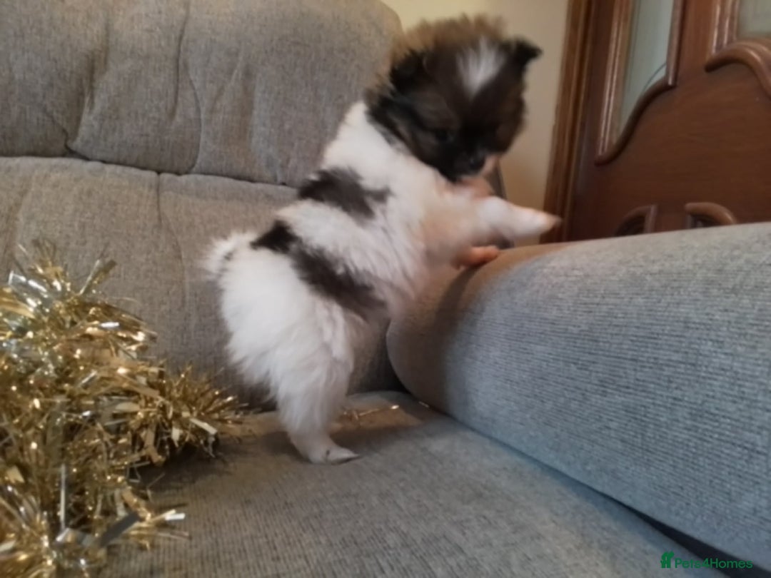 Pomeranian dogs for sale: Tiny toy size parti-Pomeranian 8 weeks ready now - Advert 13