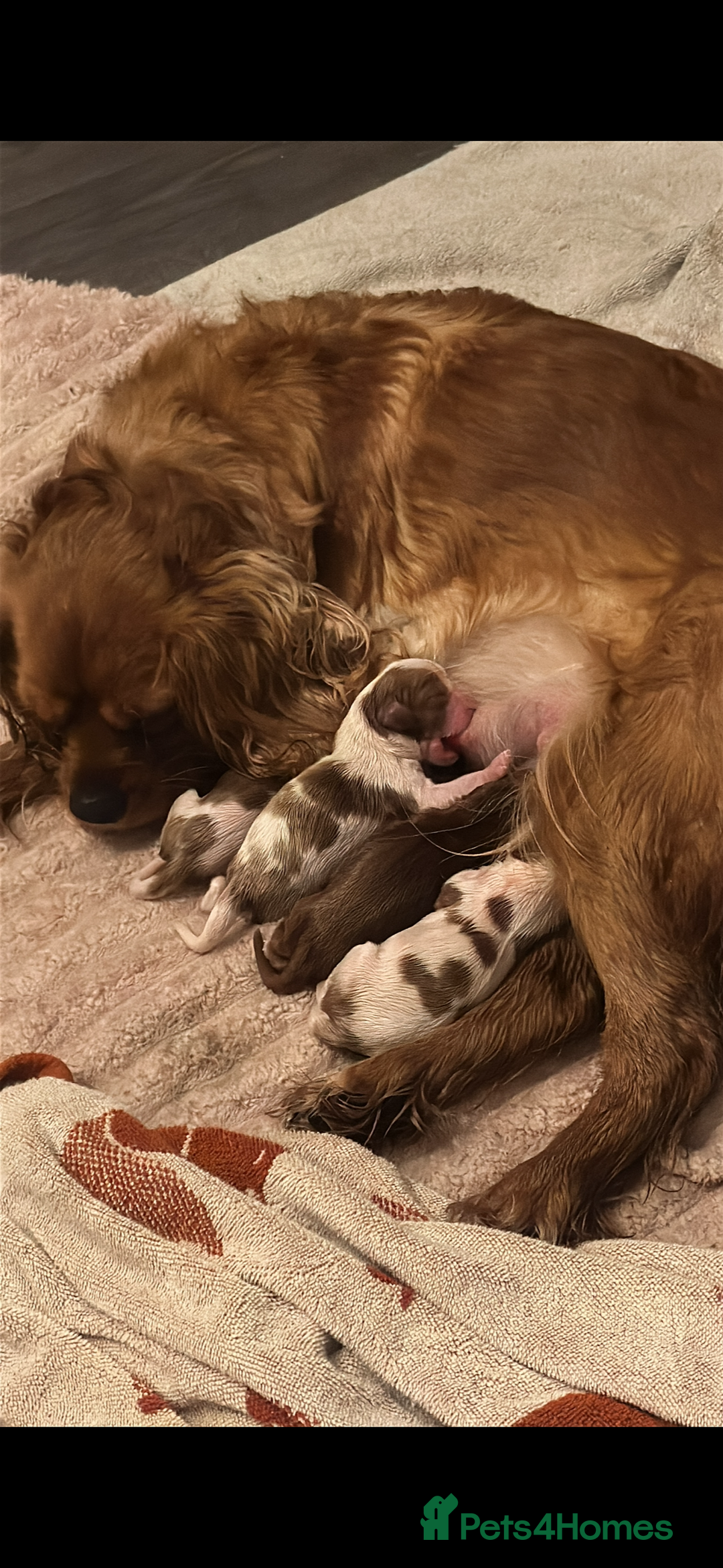 Cavalier King Charles Spaniel dogs for sale: Cavalier King Charles spaniel puppies  - Advert 3