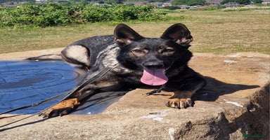 German Shepherd dogs - Advert 3