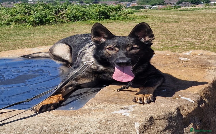 German Shepherd dogs - Advert 2