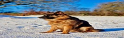 German Shepherd dogs for sale: Puppies - Long hair/Straight back German Shepherd - Advert 29