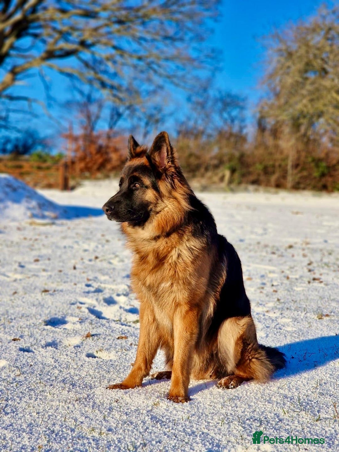 German Shepherd dogs for sale: Puppies - Long hair/Straight back German Shepherd - Advert 29