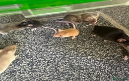 Mouse rodents for sale: Fancy mice  - Image 5