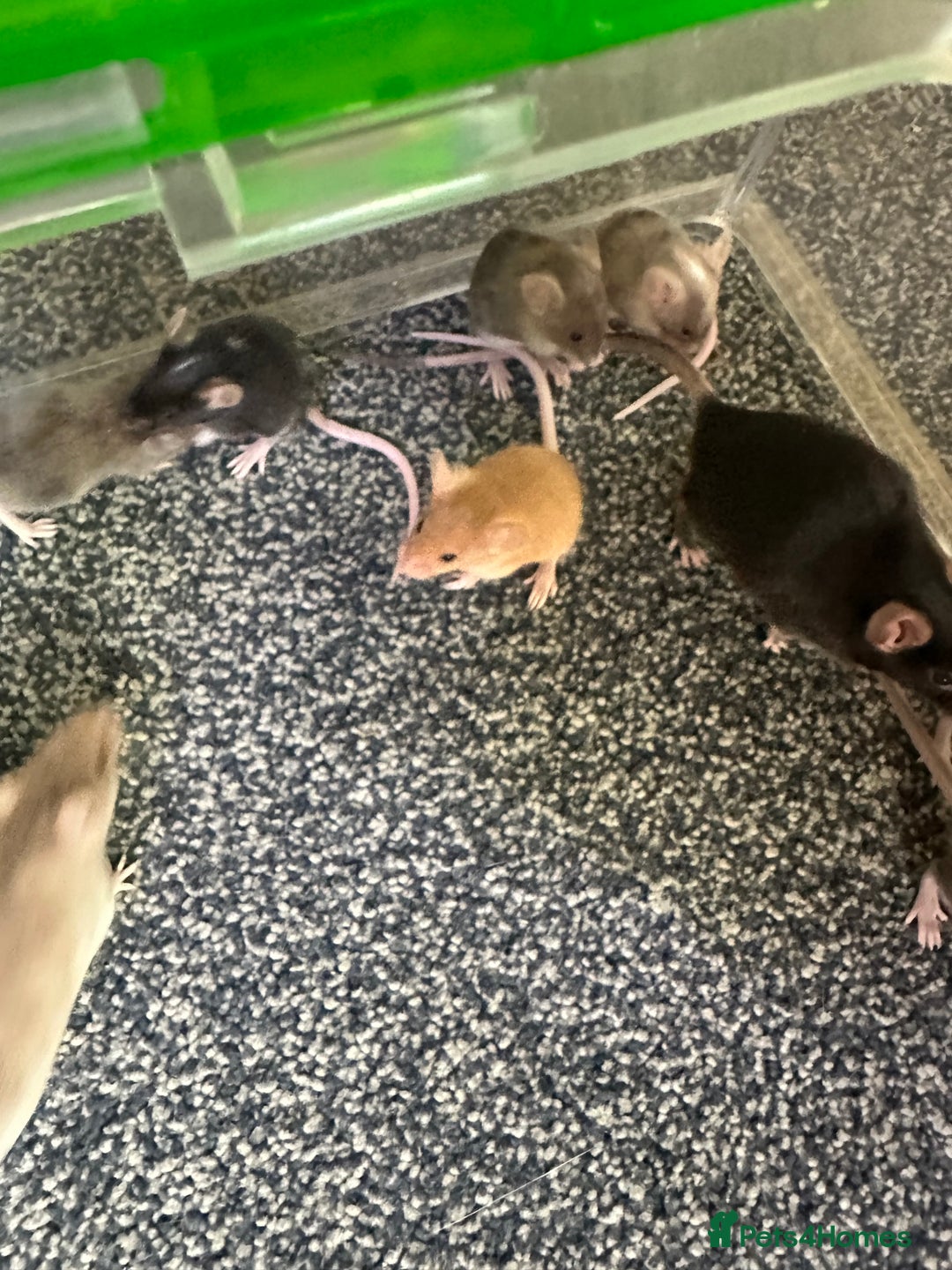Mouse rodents for sale: Fancy mice  - Image 5