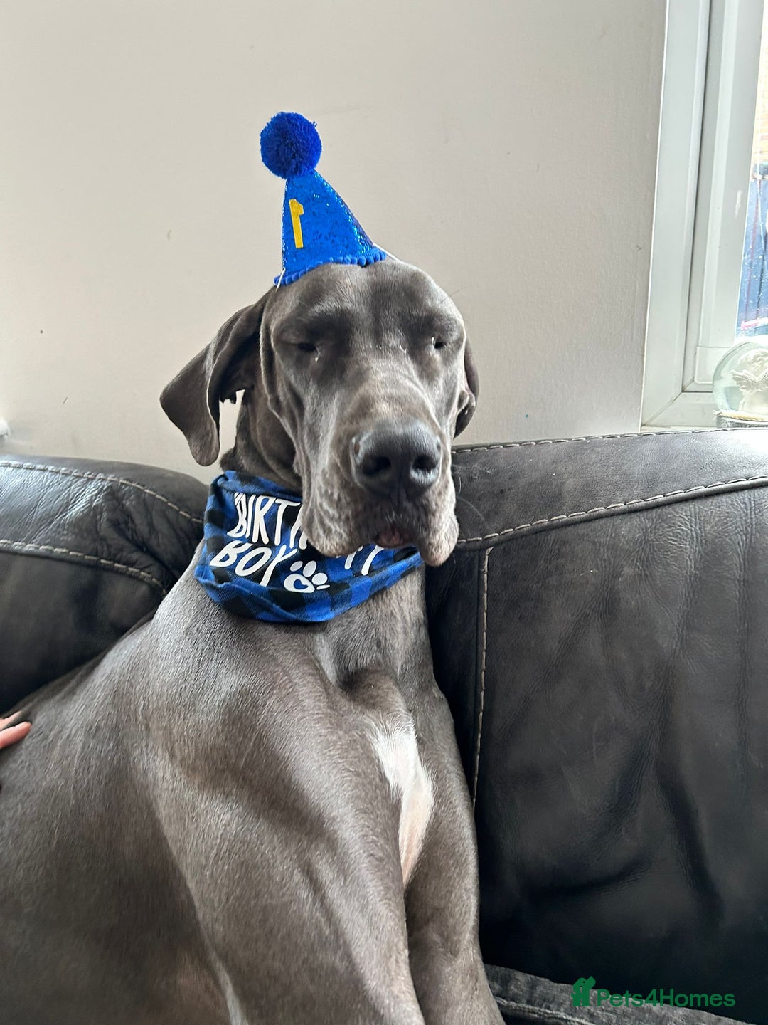 Great Dane dogs for sale: Stunning litter of 9 Great Danes  - Image 4