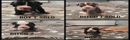 Mixed Breed dogs for sale: Olde English Bulldogg/ Alapaha bulldogg puppies  in Blackburn - Advert 20