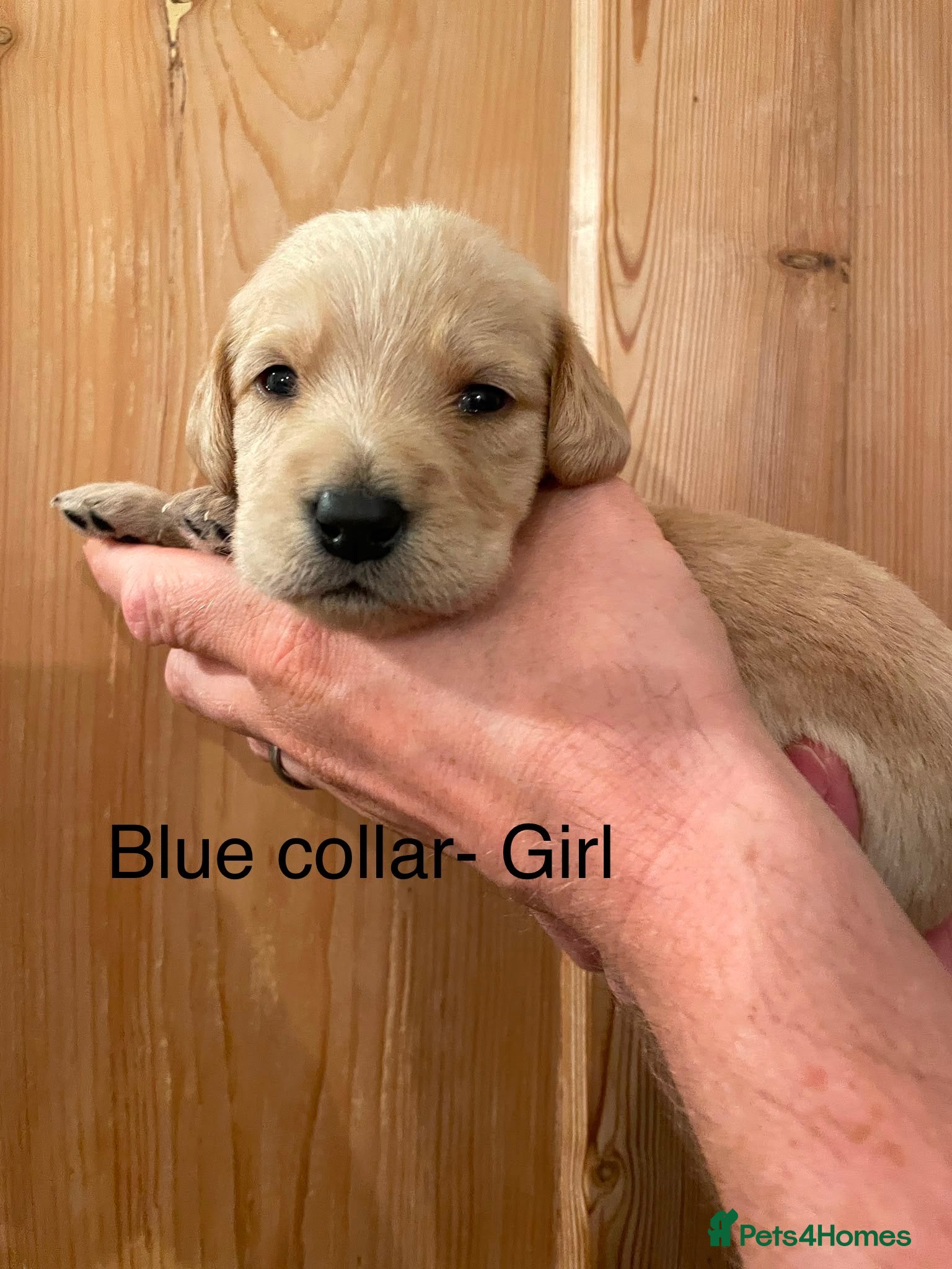 Labradoodle dogs Gorgeous F1b labradoodle puppies for sale - Advert 1