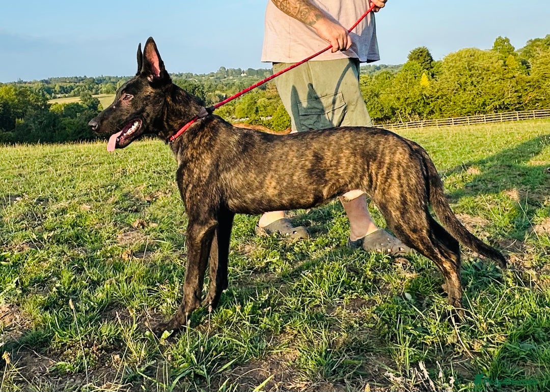 Belgian Shepherd Dog dogs for sale: Belgian Malinois / Dutch Herder  - Image 5
