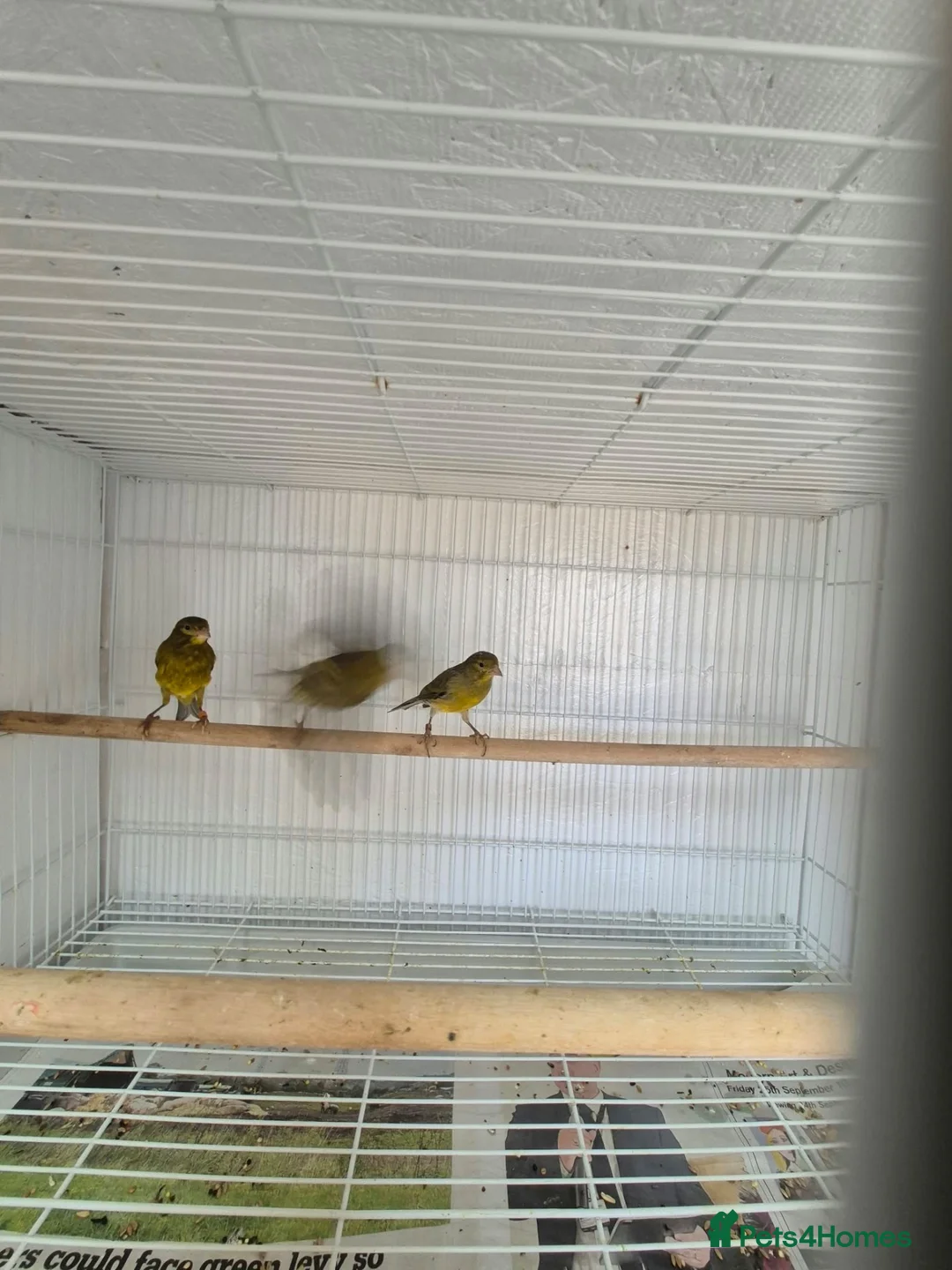 Canaries birds for sale: 4 raza male canary’s for sale  in Chatteris - Advert 4