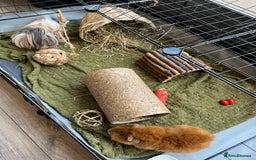 Guinea Pig rodents for sale: FREE - Two 8 month male guinea pigs - Image 5