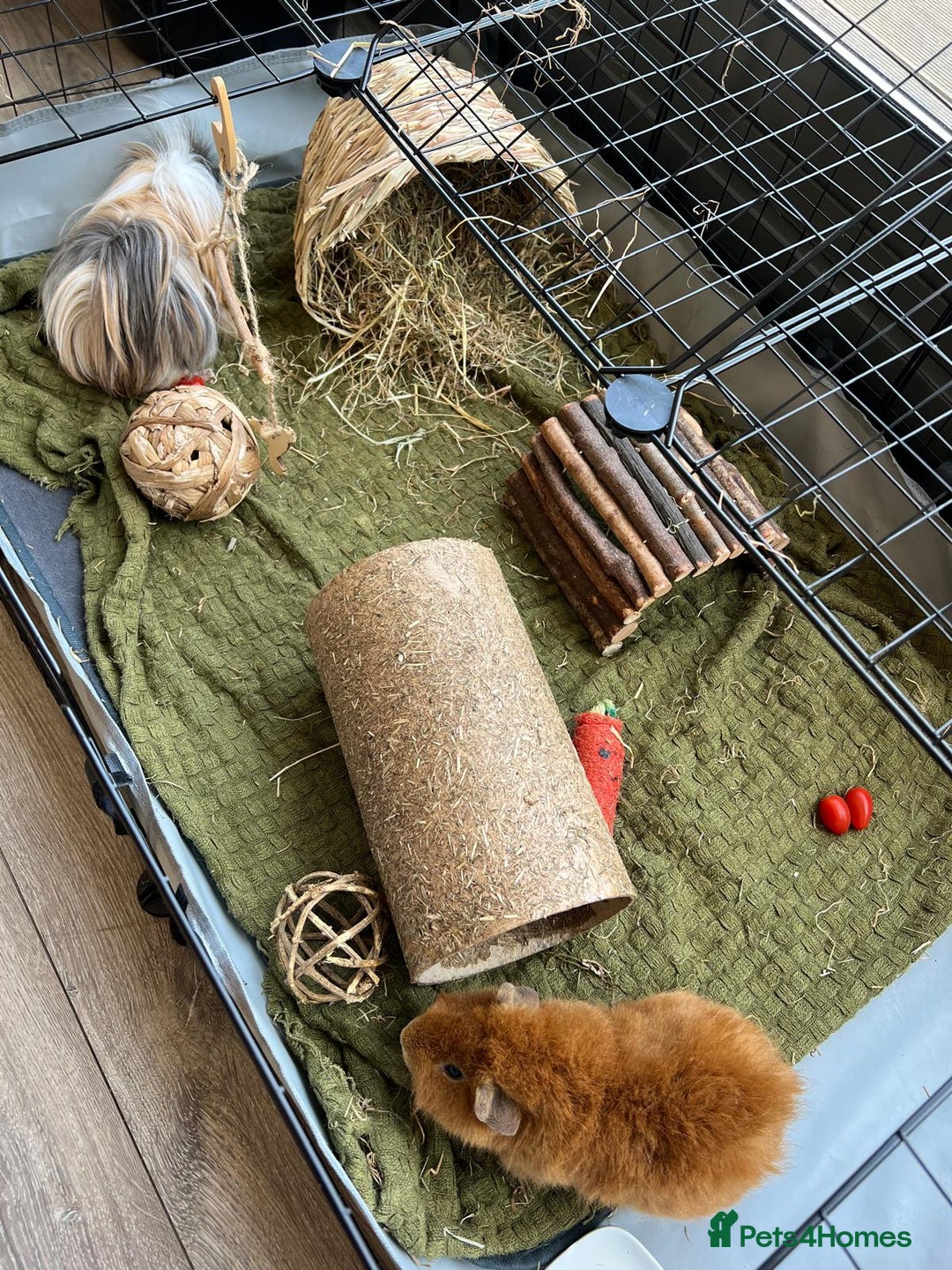 Guinea Pig rodents for sale: FREE - Two 8 month male guinea pigs - Image 5