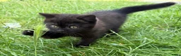 British Shorthair cats for sale: Male chocolate kitten in need of new home  - Advert 7
