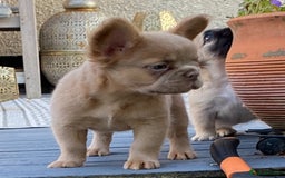 French Bulldog dogs for sale: DNA Health tested 5 🌟 KC fluffy French bulldogs - Image 20