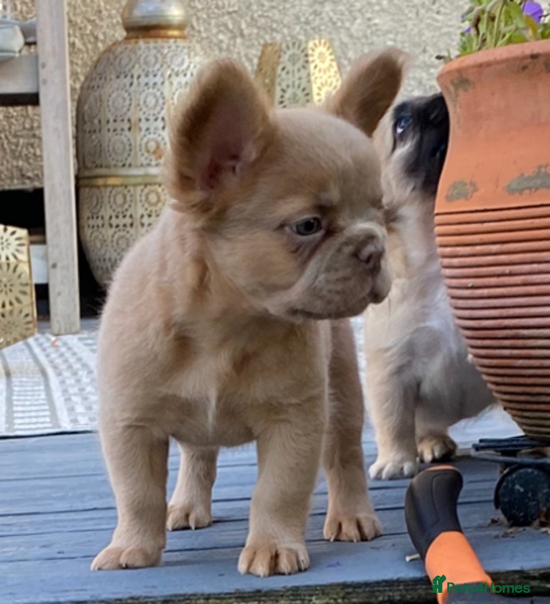 French Bulldog dogs for sale: DNA Health tested 5 🌟 KC fluffy French bulldogs - Image 20