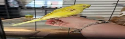 Budgerigars birds for sale: 4 beautiful budgies  in Warrington - Advert 7