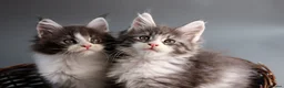 Maine Coon cats for sale: TICA Registered Maine Coon Kittens - Advert 6