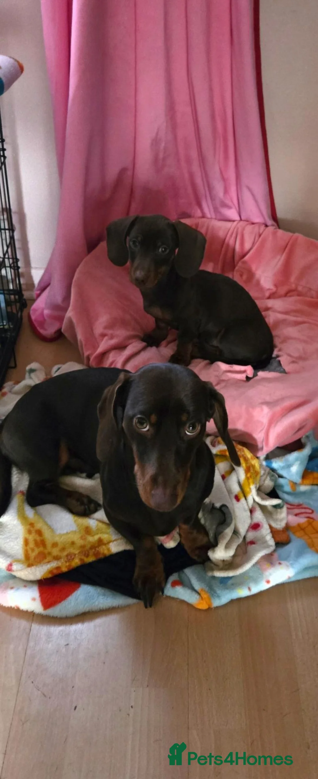 Dachshund dogs for stud: Cyril  in Didcot - Advert 2