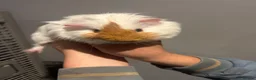 Guinea Pig rodents for sale: Gorgeous coloured male guinea pigs for sale   in Woking - Advert 3