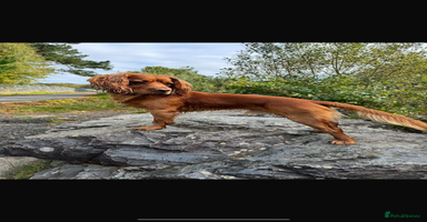 Cocker Spaniel dogs - Advert 9