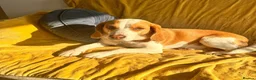 Beagle dogs for adoption: Otto (Beagle) in London - Advert 11
