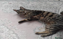 Bengal cats for sale: Beautiful Bengal Female  - Image 9