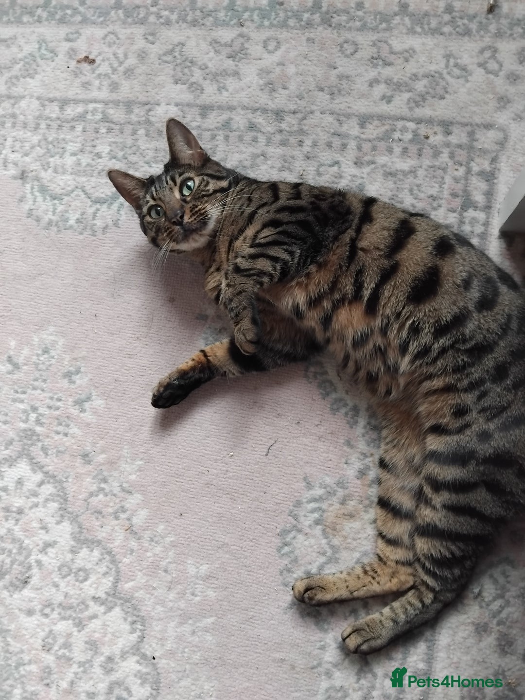 Bengal cats for sale: Beautiful Bengal Female  - Image 9