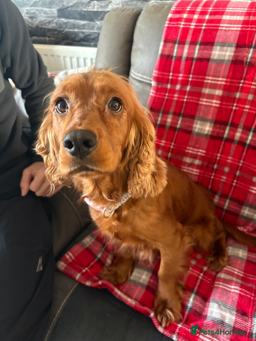 Cocker Spaniel dogs for sale: Show type cocker spaniel pups - Advert 1