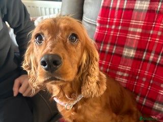 Cocker Spaniel dogs Show type cocker spaniel pups - Advert 1