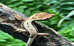 Gecko reptiles for sale: Baby Lilly White Crested Geckos - Image 3