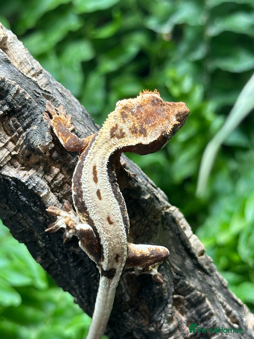Gecko reptiles for sale: Baby Lilly White Crested Geckos - Image 3