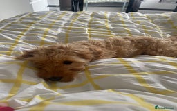 Cockapoo dogs for sale: Dog needs a forever home  - Image 5