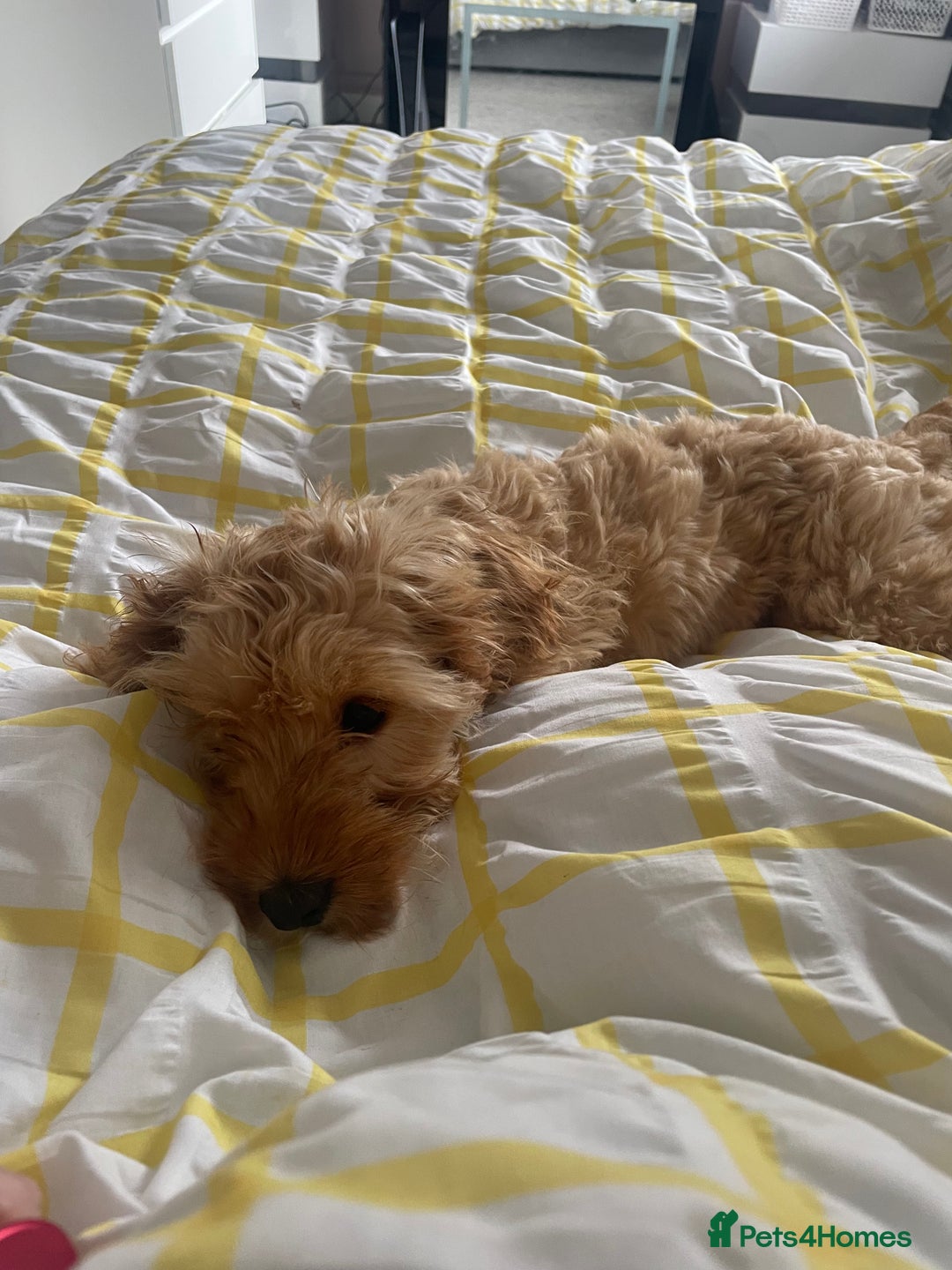 Cockapoo dogs for sale: Dog needs a forever home  - Image 5