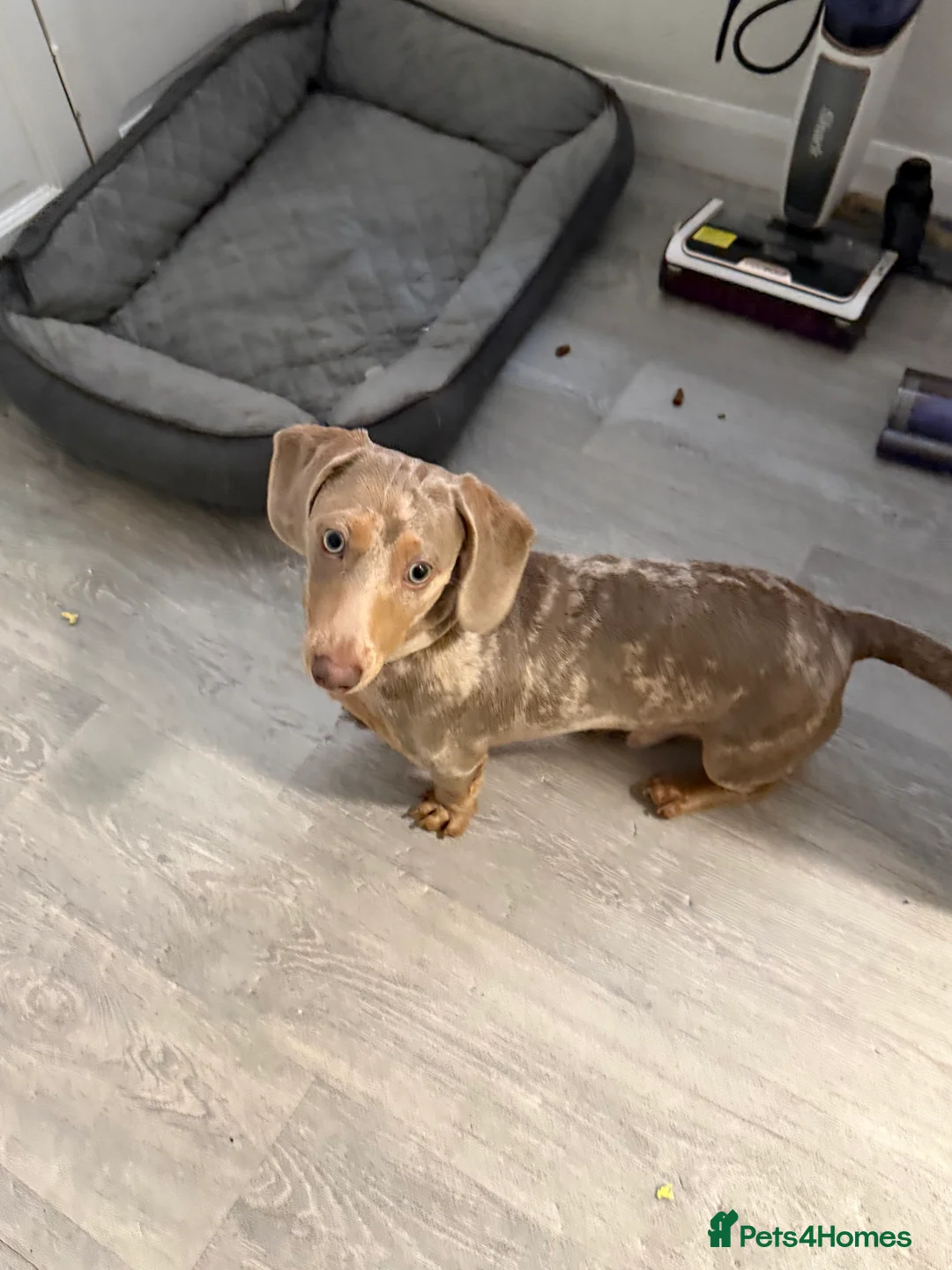 Miniature Dachshund dogs for sale:  Isabella Dapple Miniature Dachshund boy  - Advert 6