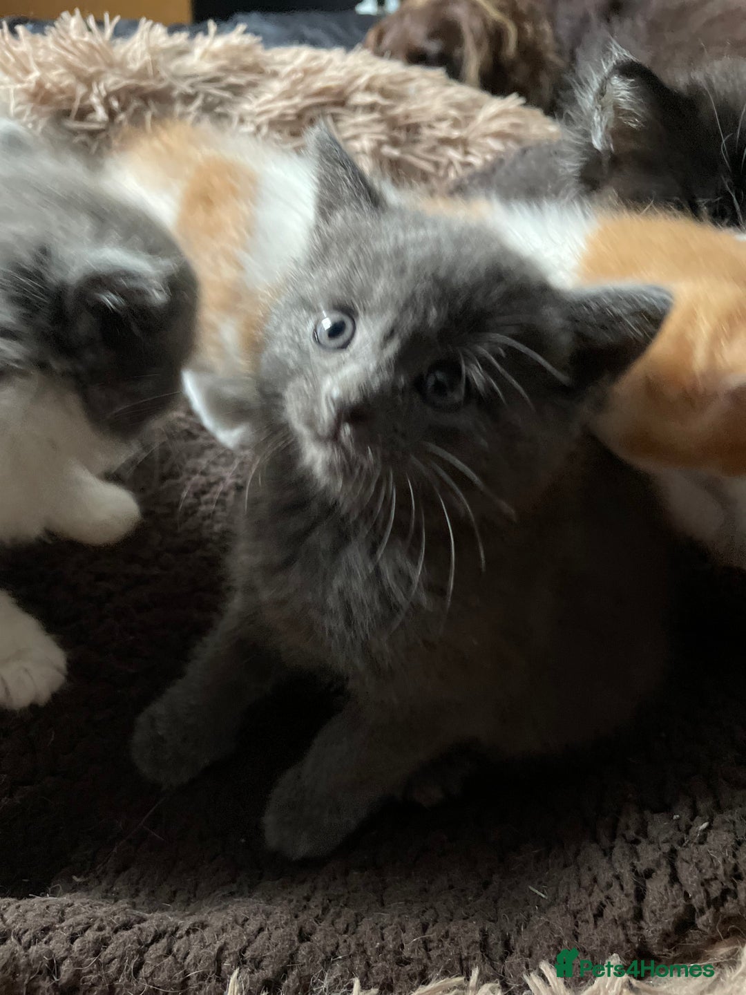British Shorthair cats for sale: 5 kittens for sale  - Advert 4