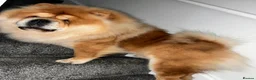 Chow Chow dogs for stud: KC Registered Proven Chow Chow Stud - Advert 2