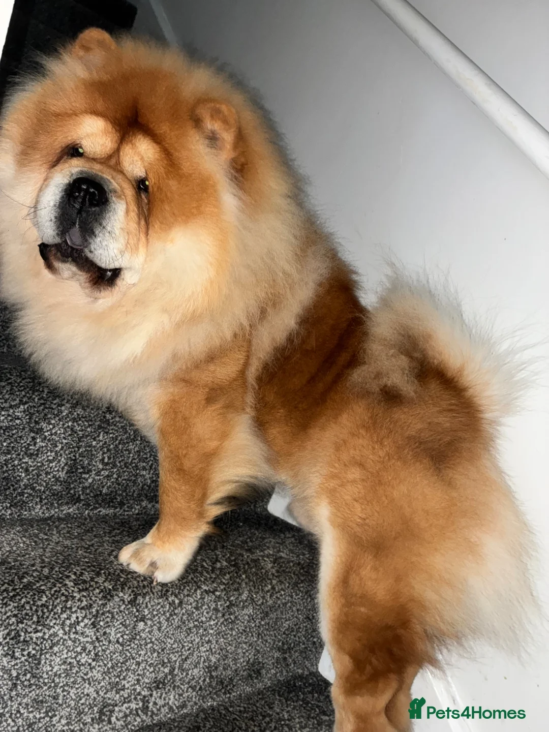 Chow Chow dogs for stud: KC Registered Proven Chow Chow Stud - Advert 2