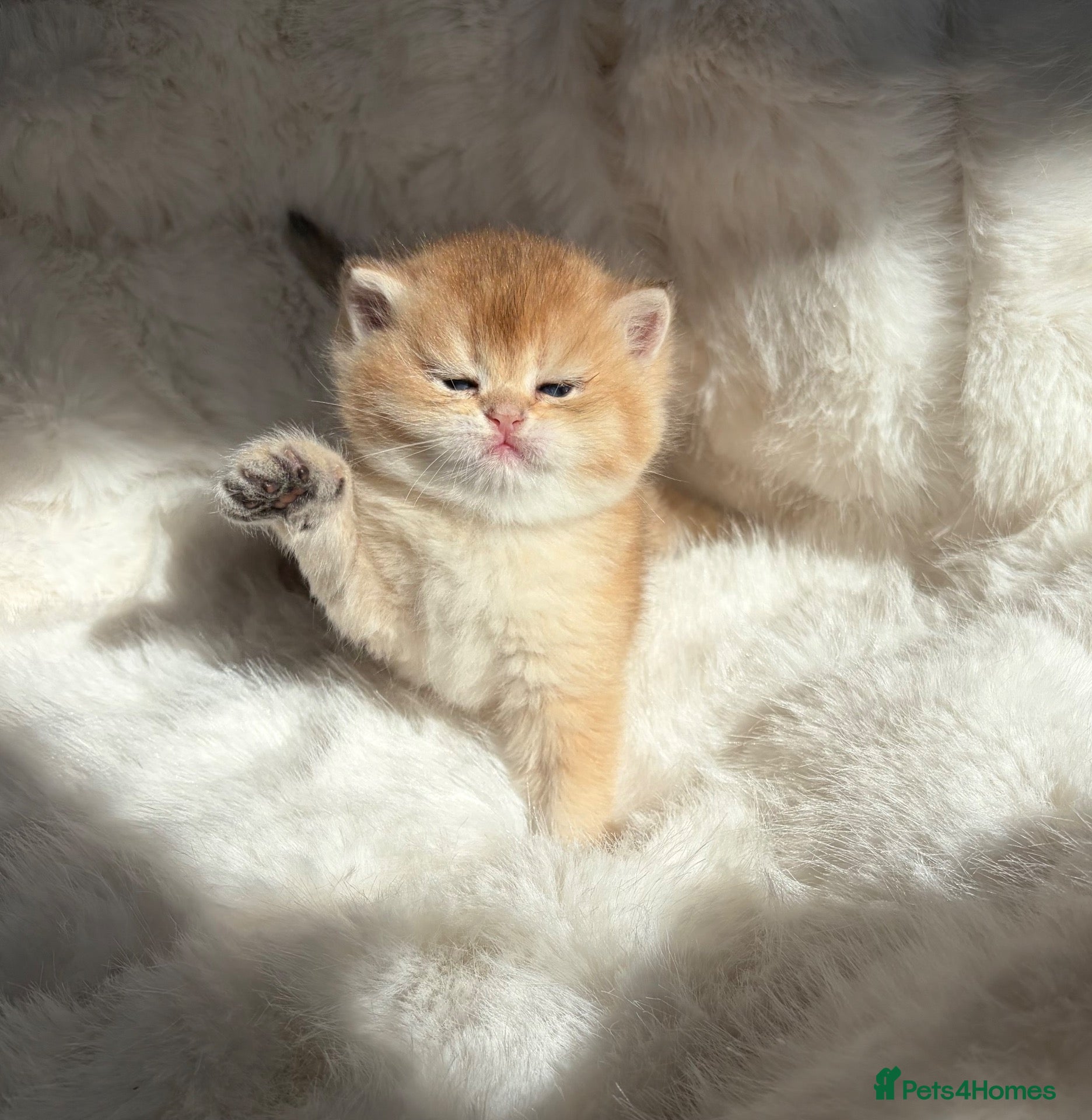British Shorthair cats Exceptional Show quality, Golden BSH Babies  - Advert 7