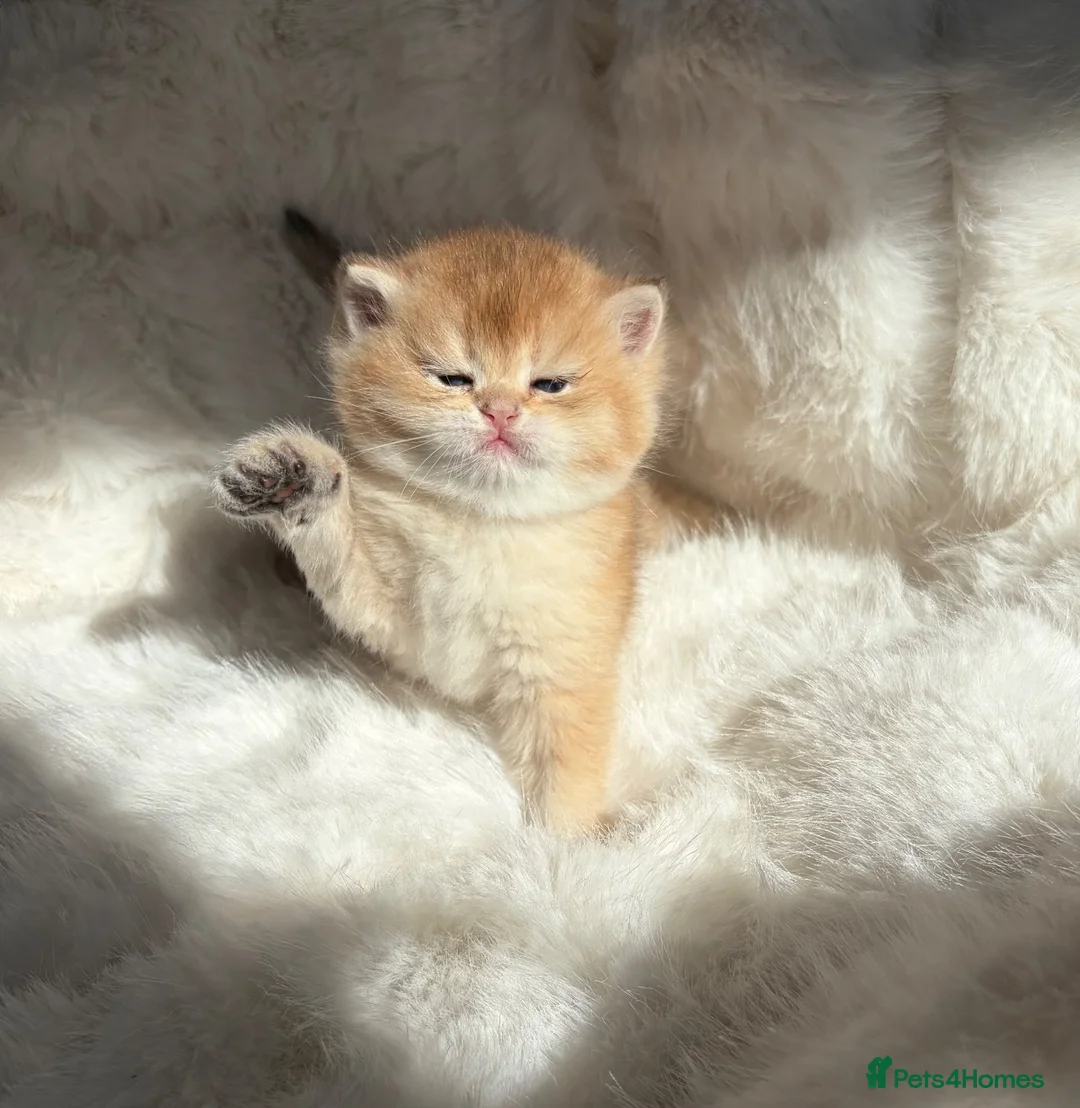 British Shorthair cats for sale: Exquisite Show quality, Golden BSH Babies  - Advert 1