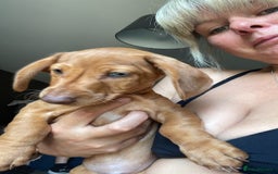 Miniature Dachshund dogs for sale: “Urgent homes needed! – Miniature Dashchunds - Image 3