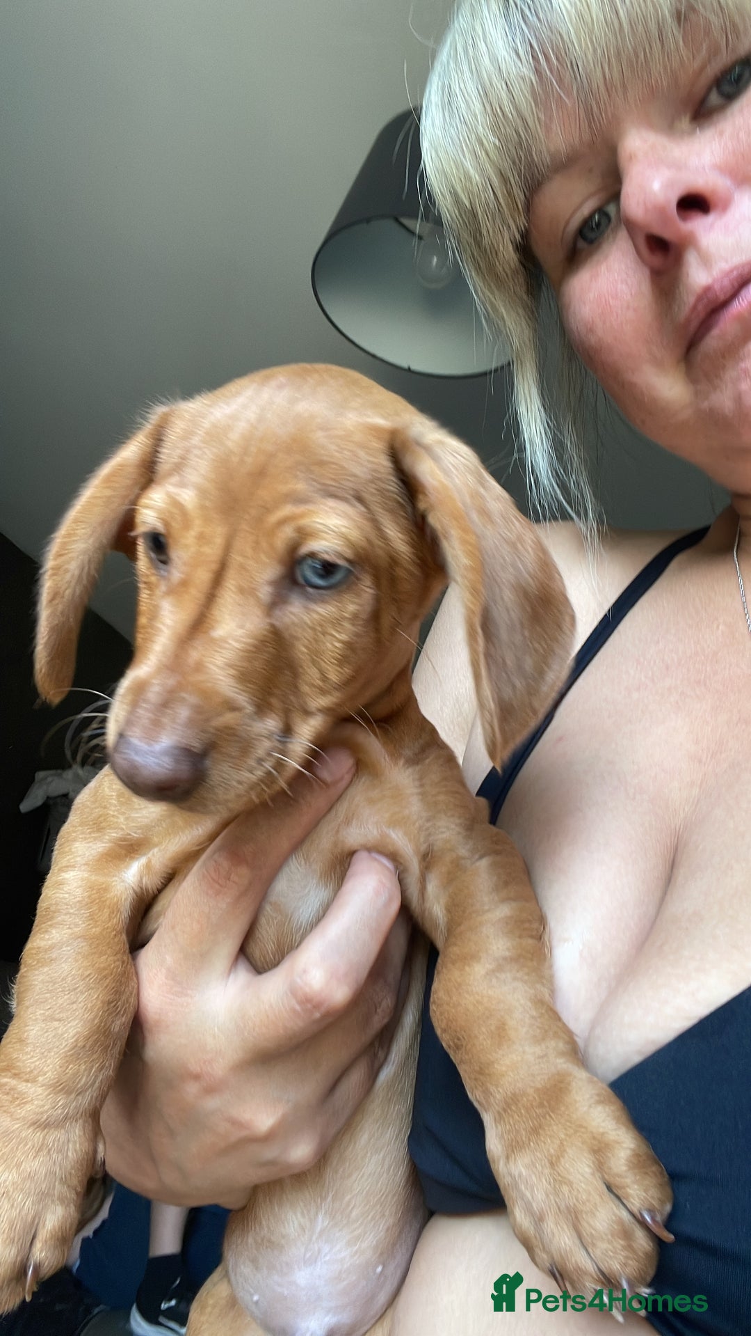 Miniature Dachshund dogs for sale: “Urgent homes needed! – Miniature Dashchunds - Image 3