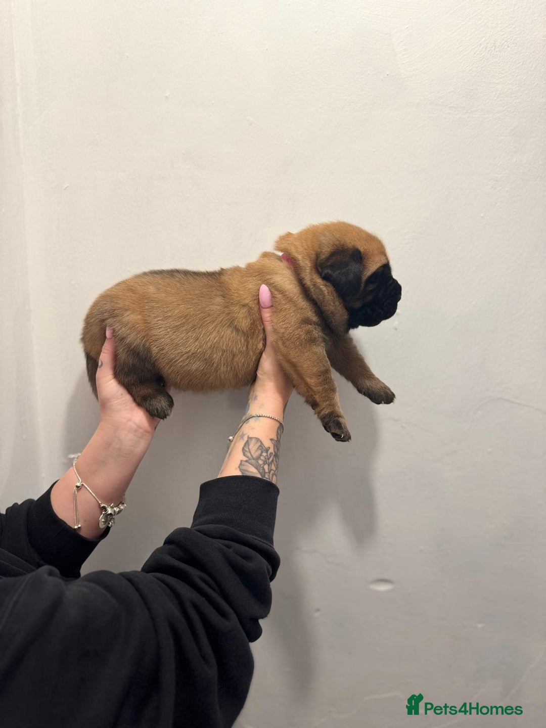 Mixed Breed dogs for sale: Puppies  - Image 19