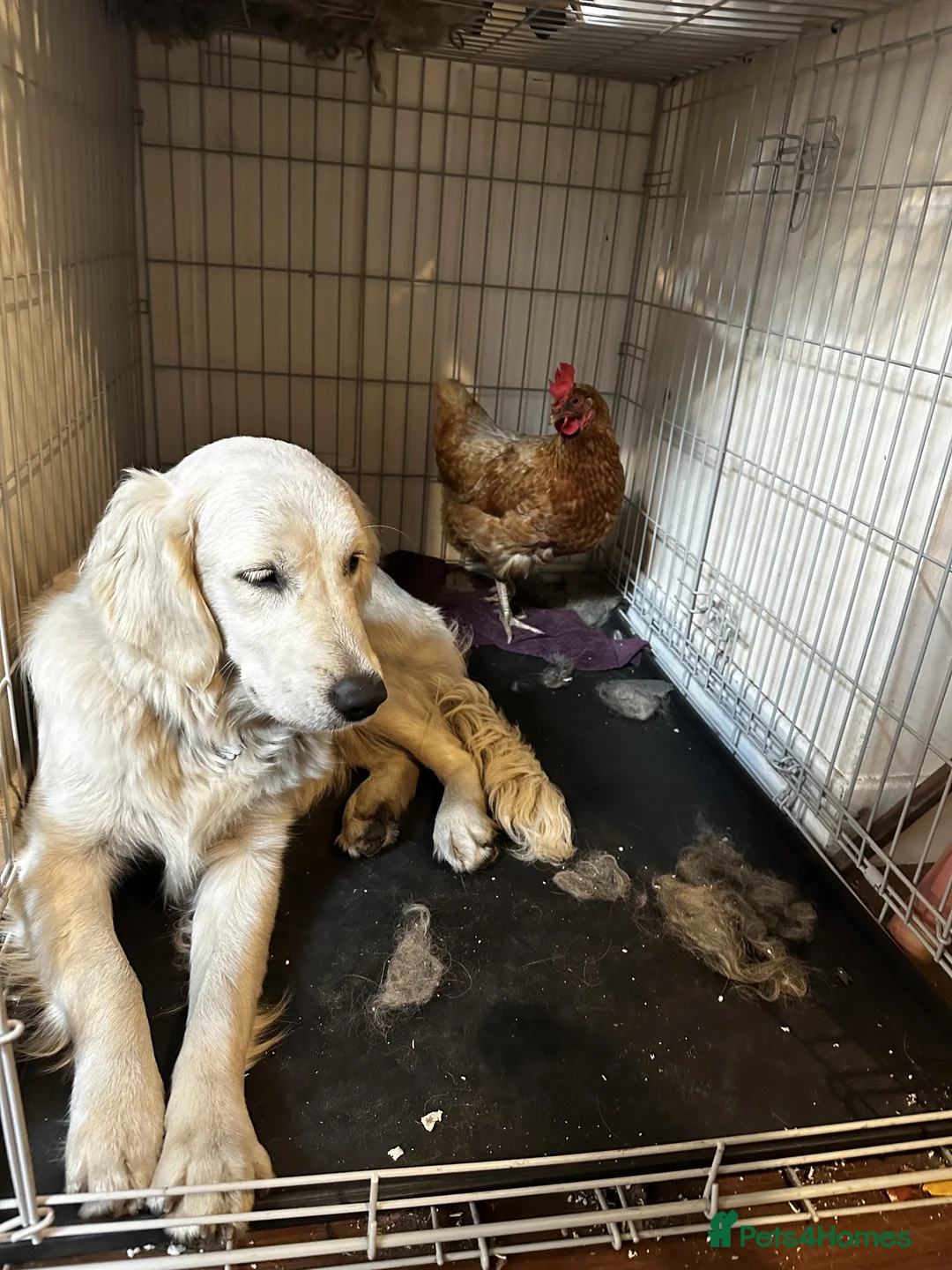 Golden Retriever dogs for sale: Loving Home Wanted for Penny  - Advert 7