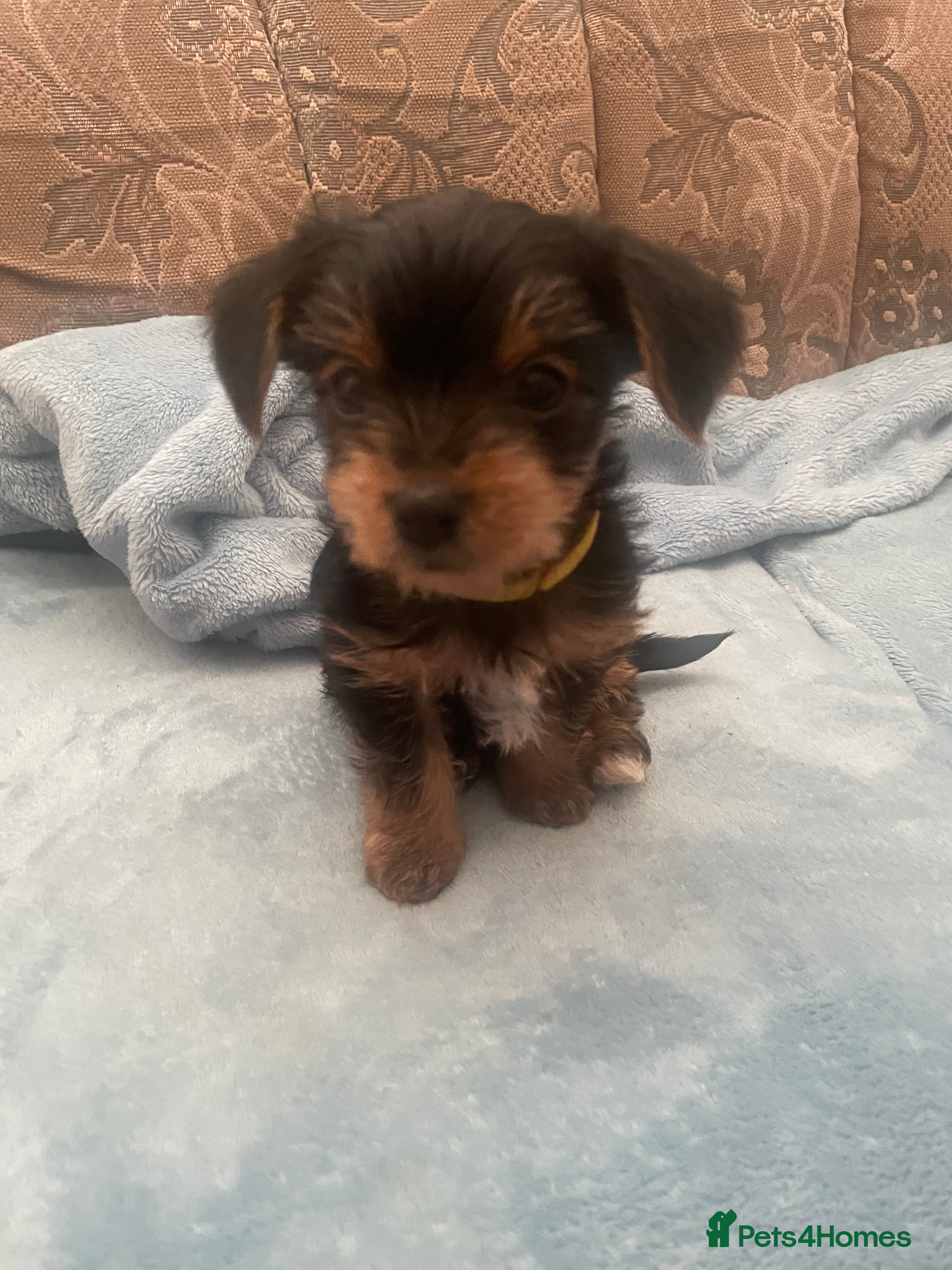 Yorkshire Terrier dogs Yorkshire Terrier puppies 🐶  - Advert 3
