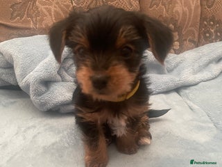 Yorkshire Terrier dogs Yorkshire Terrier puppies 🐶 - Advert 3