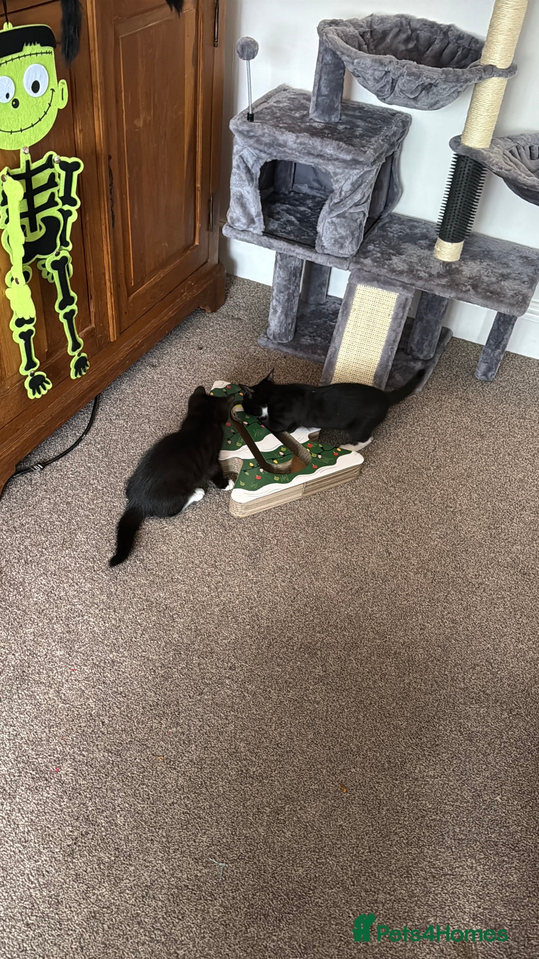 Mixed Breed cats for sale: Gorgeous 4 month old kittens  - Advert 3