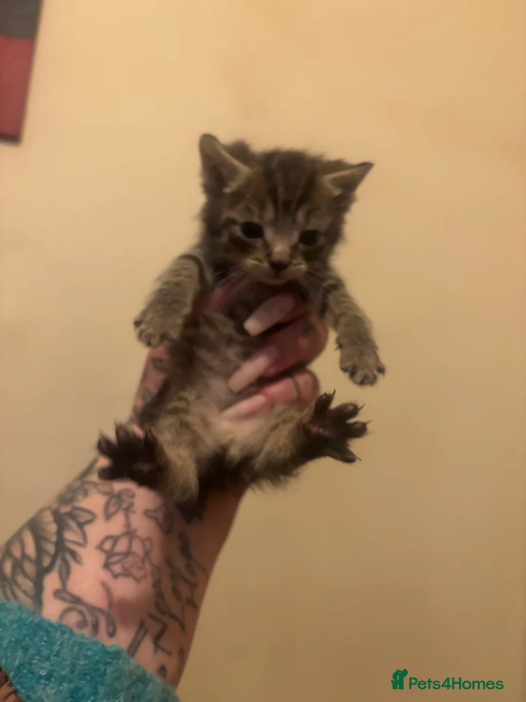 Mixed Breed cats for sale: 3 kittens for sale - Advert 4