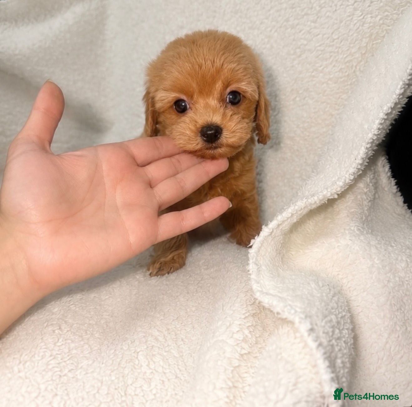 Maltipoo dogs 💥Ready to go Tiny teddy bear f1b Asian maltipoo💥 - Advert 3