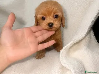 Maltipoo dogs 💥Ready to go Tiny teddy bear f1b Asian maltipoo💥 - Advert 3