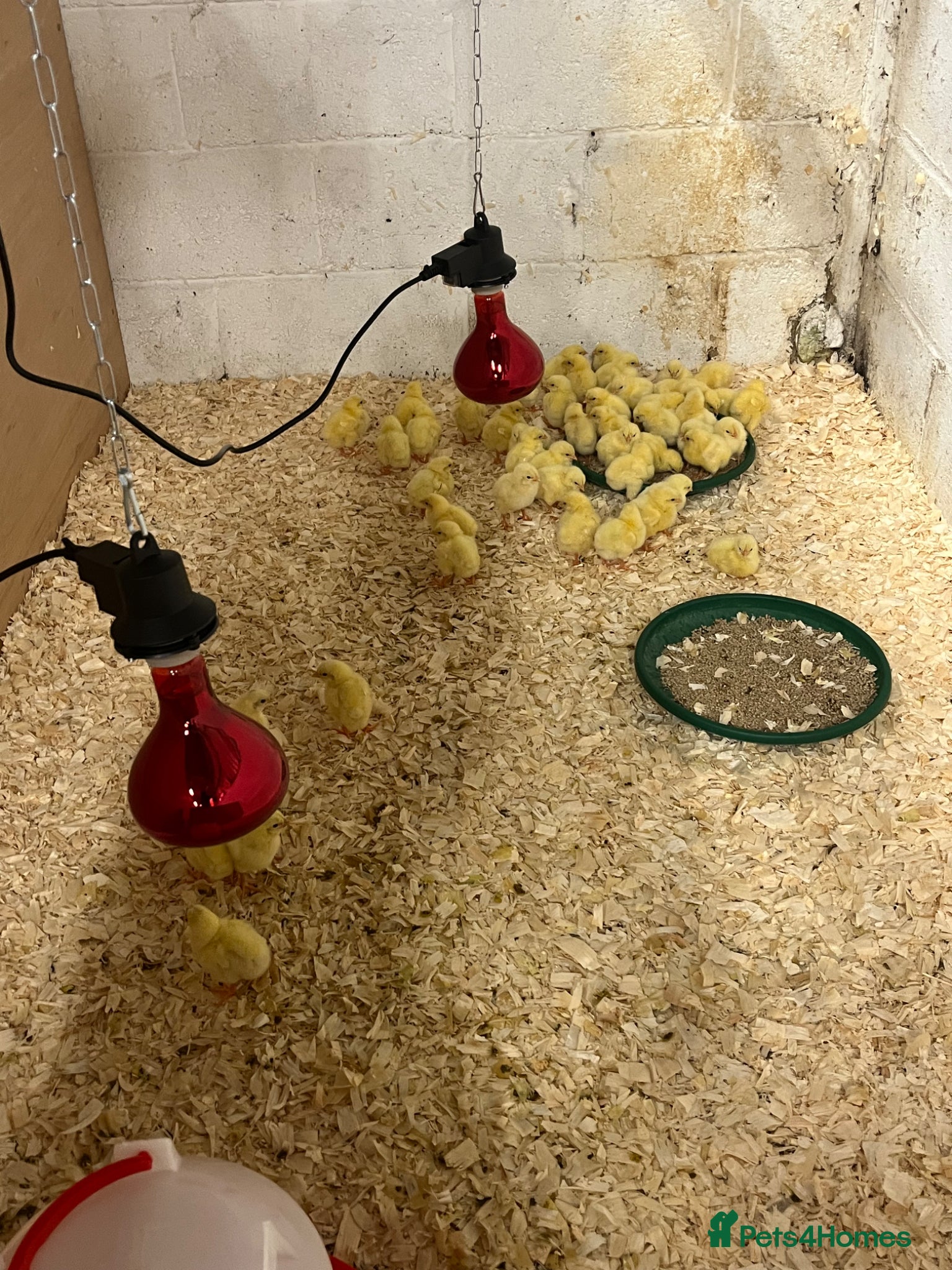 Chickens poultry Ross cobb chicks day old - Advert 1